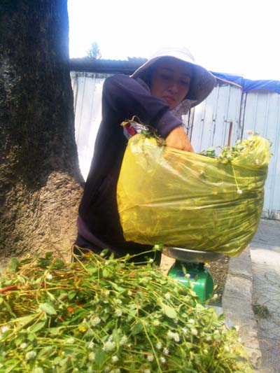 Cây[-]nở[-]ngày[-]đất[-]bán[-]đầy[-]đường[-]Sài[-]Gòn[-]vì[-]tin[-]đồn[-]"thần[-]dược"